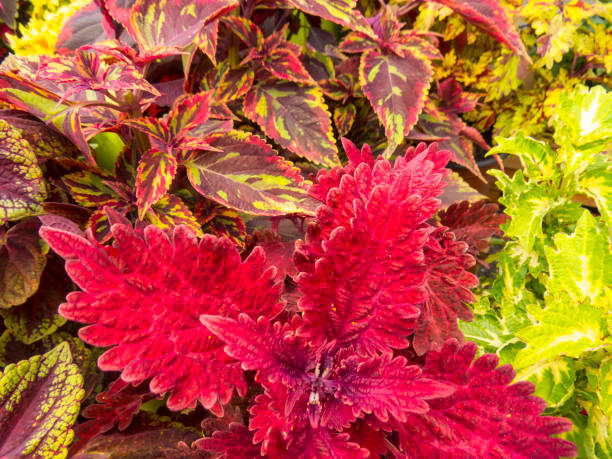 istock Red and pink coleus leaves 1299964821