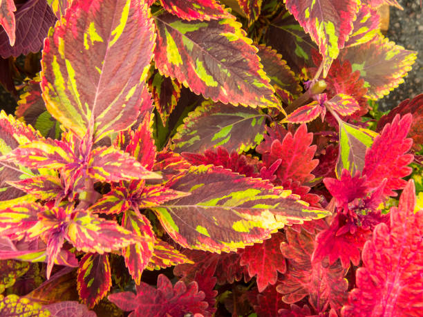 istock Red and pink coleus leaves 1299964842