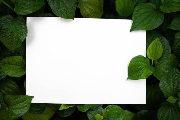 istock Frame blank white paper with leave piper sarmentosum. 1299964951
