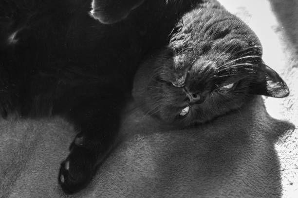 istock Black cat with yellow eyes close up 1299965647