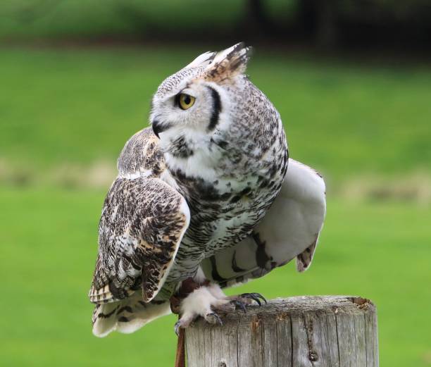 istock The Great Horned Owl 1299965942