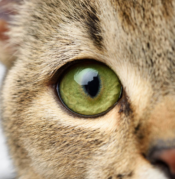istock green eye scottish kitten with straight ears 1299966580
