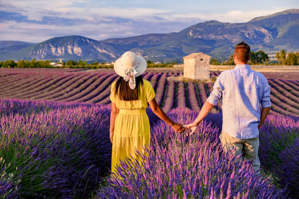 Provence, Lavender field at sunset, Valensole Plateau Provence France blooming lavender fields Provence, Lavender field at sunset, Valensole Plateau Provence France blooming lavender fields. Europe, couple men and woman mid age visiting the blooming lavender fields in the Provence France near Valensole alpes de haute provence photos stock pictures, royalty-free photos & images