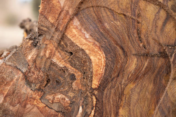 istock Wooden cut peice closeup view making a background wallpaper 1299967320
