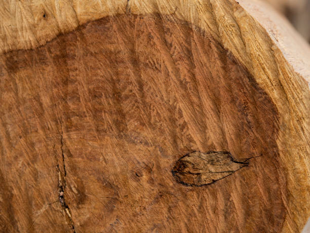 istock Closeup view of tree cut piece making into a rustic background wallpaper 1299967335