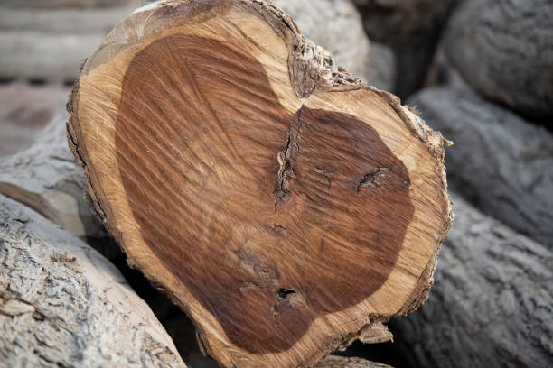 istock Heart shape natural wood tree cut making valentine day background 1299967341