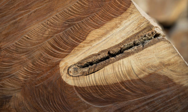 istock Natural view of wooden torn apart tree piece making nice background 1299967366
