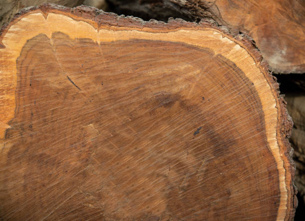 istock Cut tree log making it a natural fresh wallpaper 1299967392