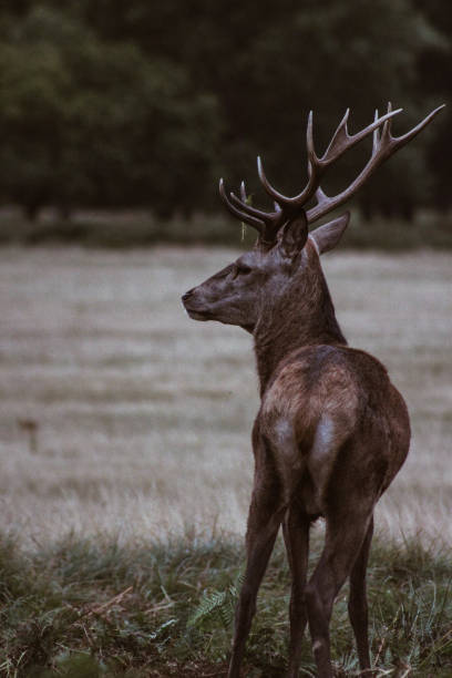istock Stag at dusk in Richmond Park, London 1299967534