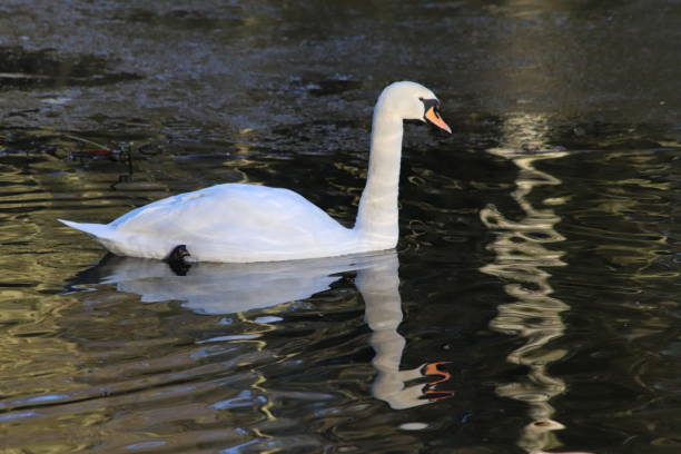 istock Swan in winter 1299967855