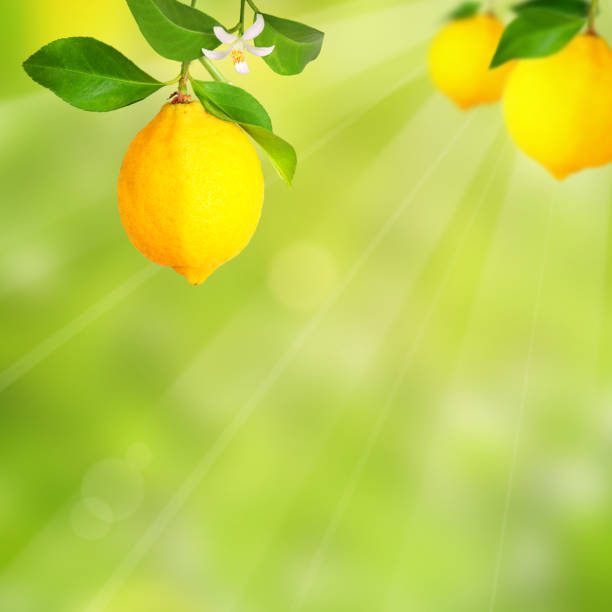 Sunny plantation with lemon trees and ripe fruits with blurred background.