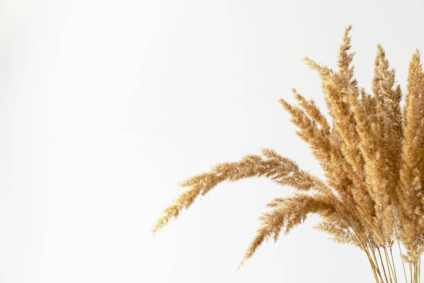istock Dry reed on white background with copy space. Minimalism. 1299969058