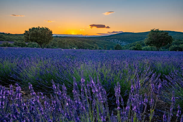 istock Lavender fields in Ardeche in southeast France 1299969385