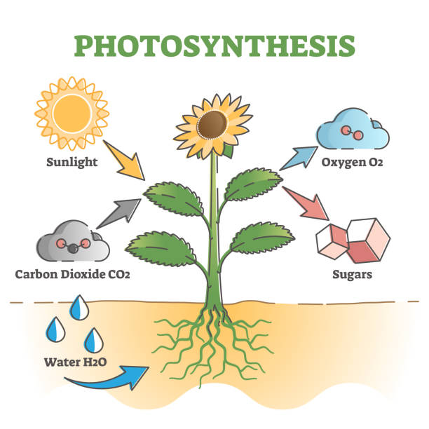 illustrations, cliparts, dessins animés et icônes de diagramme de photosynthèse processus d’explication symbolique schéma esquisse concept - photosynthèse