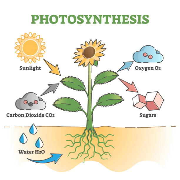 Photosynthesis Diagram Stock Photos, Pictures & Royalty-Free Images - iStock Photosynthesis Diagram Stock Photos, Pictures & Royalty-Free Images - iStock
