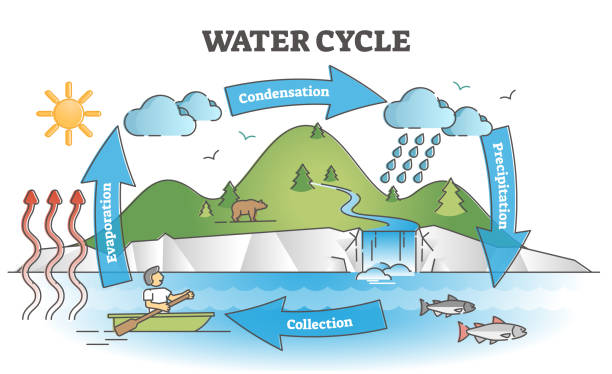Water cycle diagram with simple rain circulation explanation outline concept Water cycle diagram with simple rain circulation explanation outline concept. Educational biology climate scheme with precipitation, evaporation, condensation and collection phases vector illustration river system stock illustrations