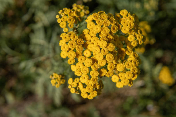 istock Field yellow flower, common tansy close-up 1299971549