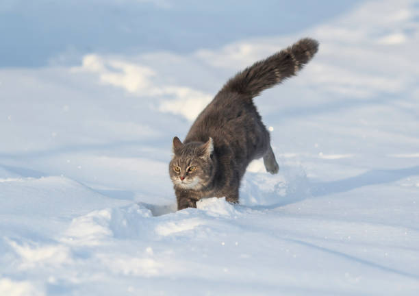 istock tabby cat runs through the white snow with its tail held high in the winter garden 1299971604