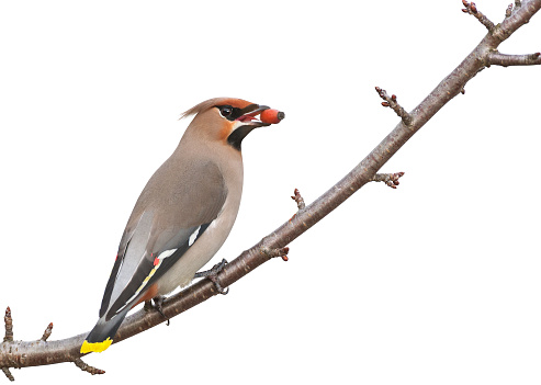 Bohemian waxwing perching on a branch and eating a rose hip against a white background.