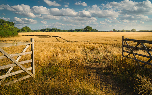 Open farm gate leading into agricultural landscape with oat grain crop ripening during dry spell in summer in Beverley, Yorkshire, UK.
