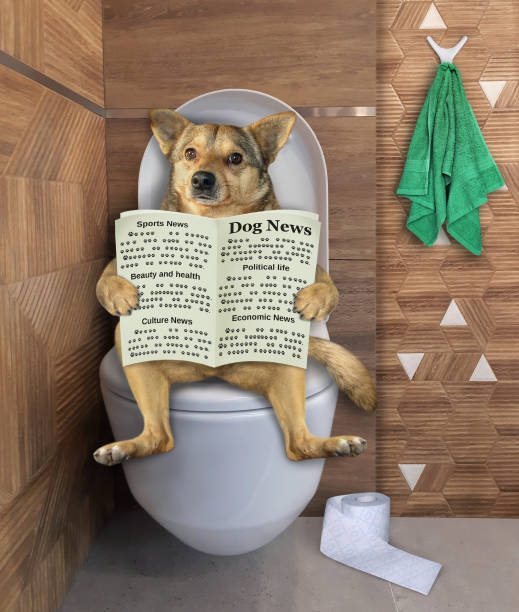 istock Dog beige on toilet bowl riding 1299973445