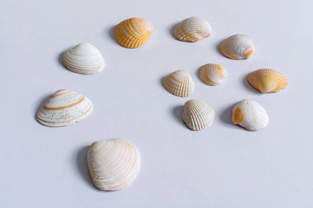 istock Group of seashells on white table in nice composition 2 1299974136