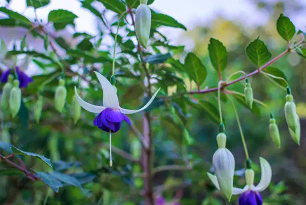 Fuchsia blue deltas sarah flowers and buds on its bush in summer