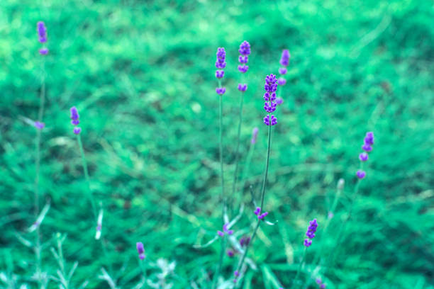 Homegrown lavendar in backyard garden blooming in summer time- seasonal nature background