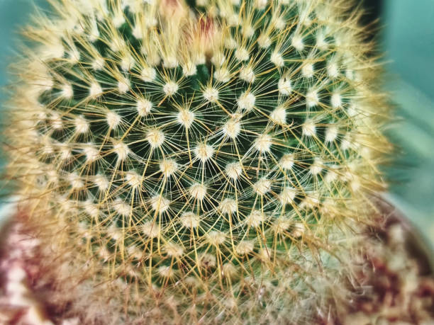 istock Close-up Fresh Green Spiky Cactus with Selective Focus 1299974350