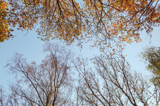 Tree tops in red orange color against clear sky in Autumn