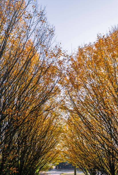 Tree tops with remaining golden leaves in Autumn