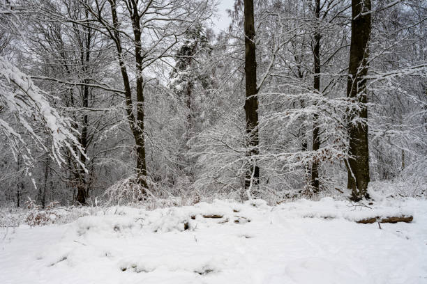 istock A tree covered in snow a crispy cold winter day in a forest. Picture from Eslov, Sweden 1299974543