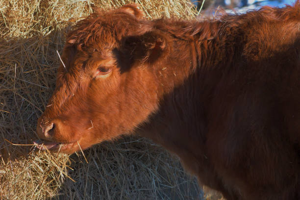 A cow wanting just to have a bite to eat from the haystack suspiciously turns her attention to the camera