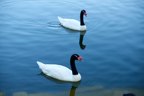Two black-necked swans. Bird couple on the water.