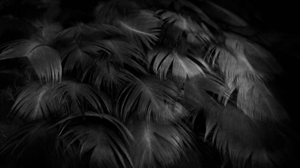 macro photo of black hen feathers. violet background