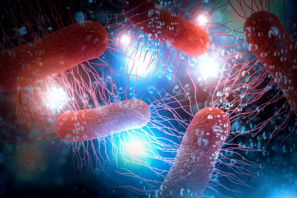 illustrazione 3d delle cellule batteriche e.coli - bacillus subtilis foto e immagini stock