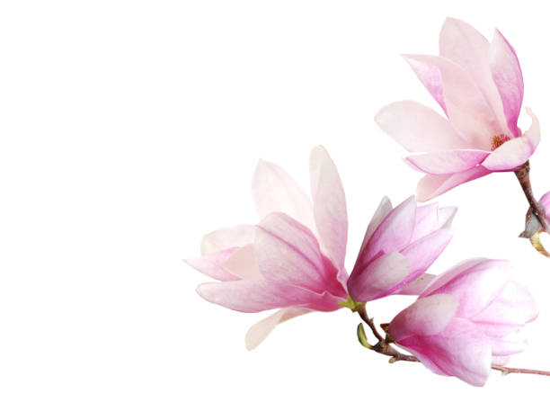 istock Magnolia flower branch on a white background 1299979599