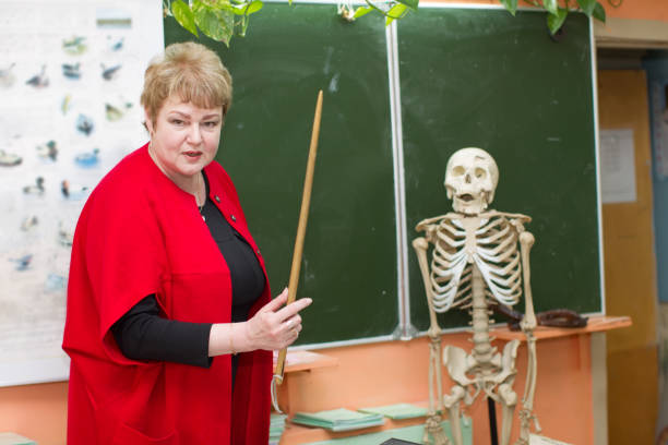 lección de biología. el maestro habla de la estructura del esqueleto humano. trabajo del profesorado - anatomy classroom human skeleton student fotografías e imágenes de stock