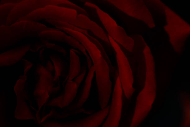 closeup of a beautiful soft red rose on black background