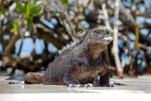 морские игуаны на галапагосских островах в эквадоре - marine iguana стоковые фото и изображения