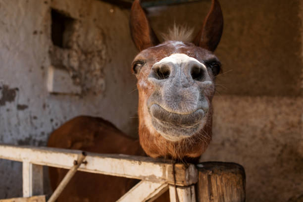 istock head of an elderly donkey close-up horizontal photo. 1299982240