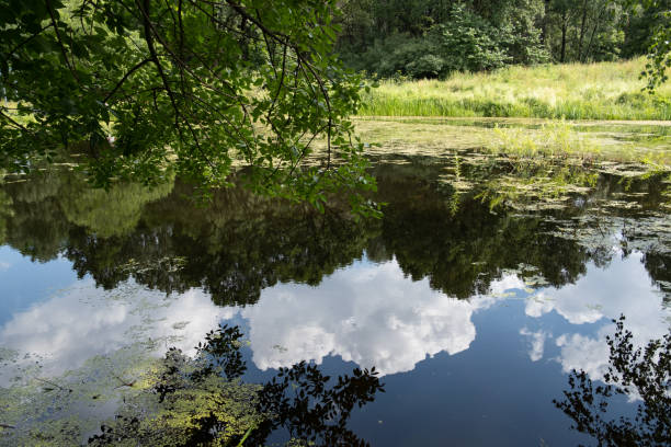 istock Reflection of the sky in a beautiful forest lake. 1299982262