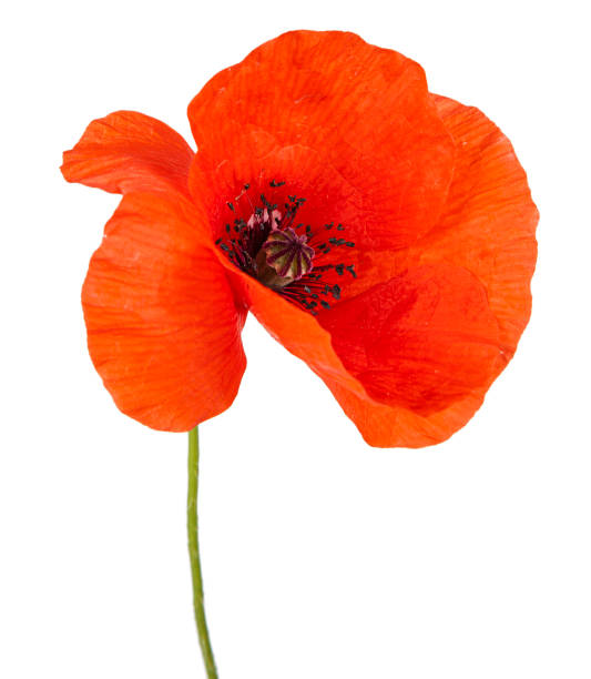 istock Red poppy flower isolated on a white background. View of another flower in the portoflio. 1299983473