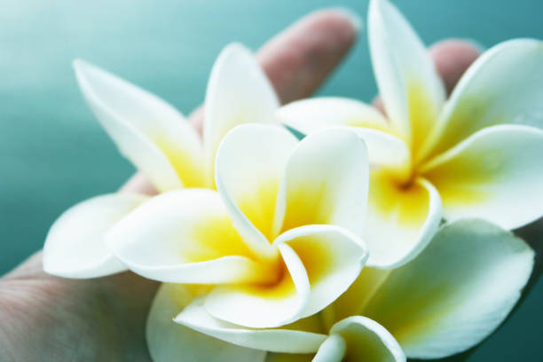 White and yellow plumeria flowers in the woman hand
