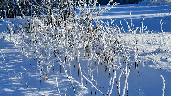 snow-covered grasses and shrubs