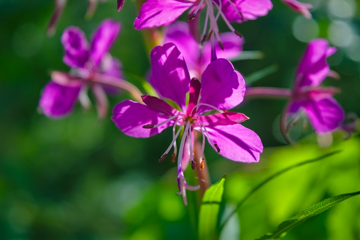 Bright violet fireweed flowers. Bright violet bloom of a fireweed close-up.