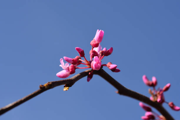 istock Eastern Redbud Lavender Twist 1299988011