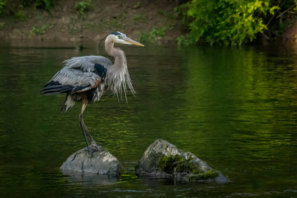 istock A great blue heron surveys its domain 1299988249