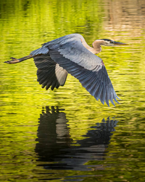 Great Blue Heron flies gracefully over green waters stock photo