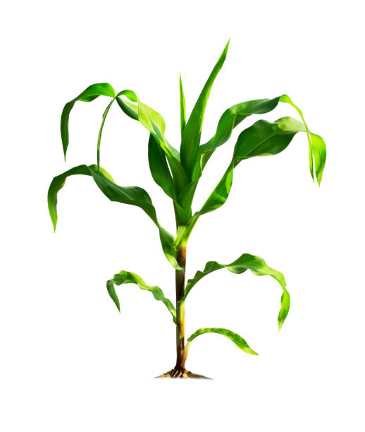 istock Corn plant isolated on a white background with clipping paths for garden design 1299989284
